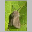 Diaphora mendica - Graubaer 01.jpg